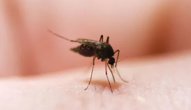 蚊子的防治措施