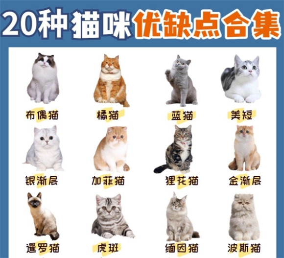 揭秘20种热门猫咪品种：性格优缺点全解析