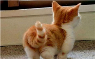 猫的尾巴有什么作用