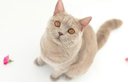 公猫发情期一般是多久 公猫发情期一般是多久