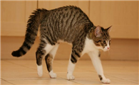 猫弓着腰跳是什么意思