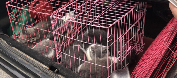 猫放后备箱2小时会死吗