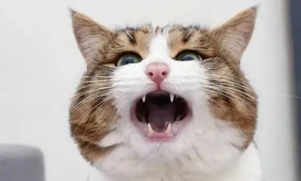 猫发出叫声喔哦是什么意思