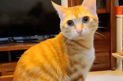 怎么训练橘猫温顺 怎么训练橘猫温顺