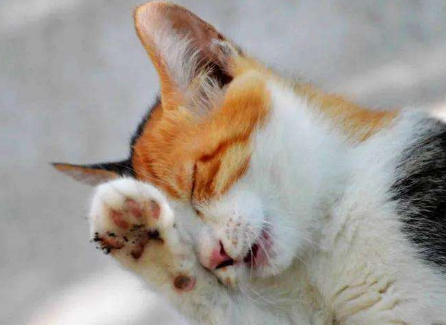 猫咳嗽几个月了但是精神一直很好