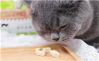 猫冻干怎么喂