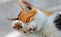 猫咳嗽几个月了但是精神一直很好