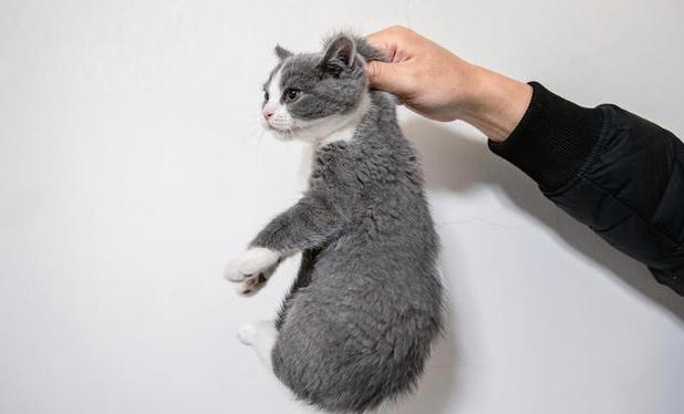  猫后颈皮可以拎吗