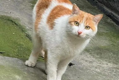 公猫好养还是母猫好养 公猫好养还是母猫好养