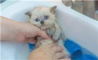 两个月的猫咪可以洗澡不