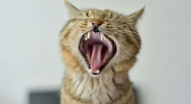 猫哼哧哼哧像什么卡住了一样