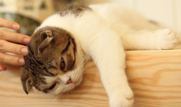 猫咪挑食怎么办?教你几招让主子乖乖吃饭! 猫咪挑食怎么办?教你几招让主子乖乖吃饭!