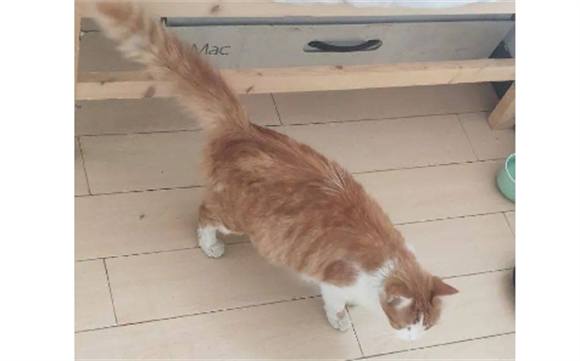 猫怀孕下体少量红色分泌物