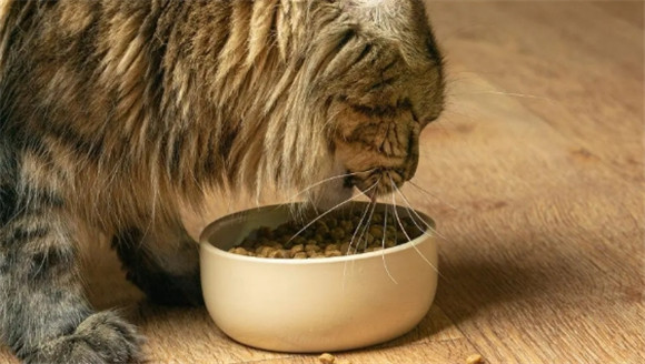应对猫咪挑食厌食的四大妙招，让爱宠重拾好胃口！
