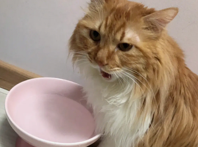 猫和狗能共用一个碗喝水吗