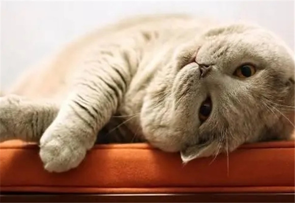 猫很怕吊扇