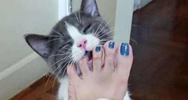 跟猫一起睡的4个坏处,尤其是第三个,你可能无法承受! 跟猫一起睡的4个坏处,尤其是第三个,你可能无法承受!