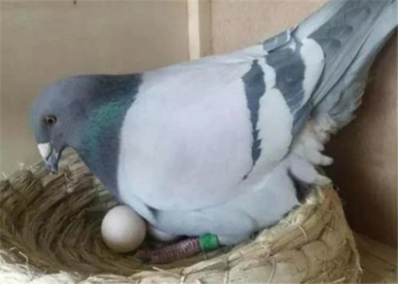 鸽子养多大下蛋