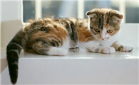 捡猫是好事还是坏事