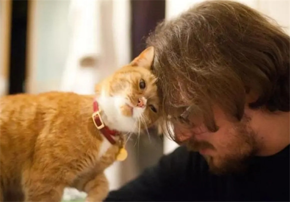 猫对主人撒娇的表现