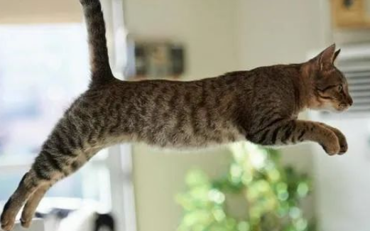花纹是一圈一圈的是什么猫