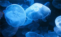海月水母吃什么