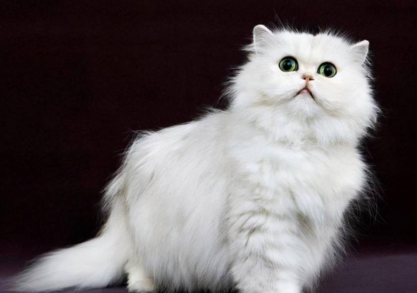 猫的三大特点