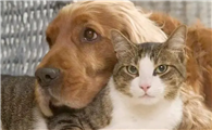 猫和狗哪个视力更好