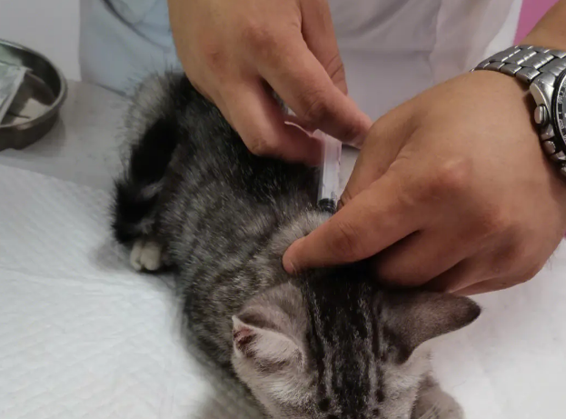 家养猫一定要打疫苗吗