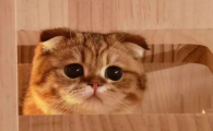 家里有猫怎么驱蚊
