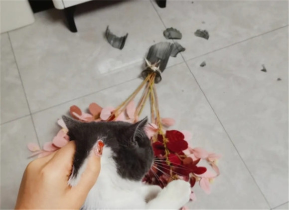 猫会踩到玻璃渣子吗