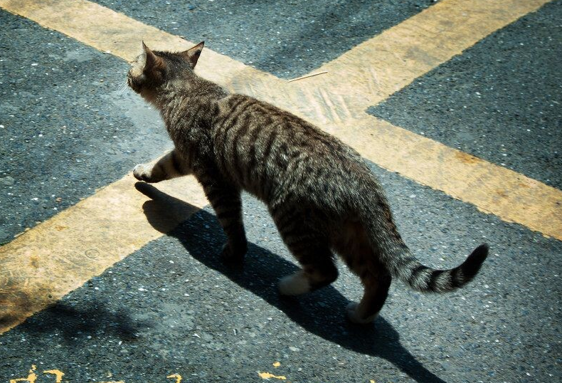 开车压死猫会走霉运吗