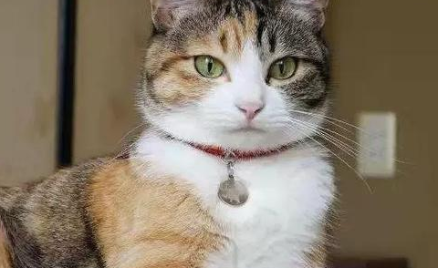 猫多大算成年了