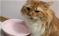 猫和狗能共用一个碗喝水吗