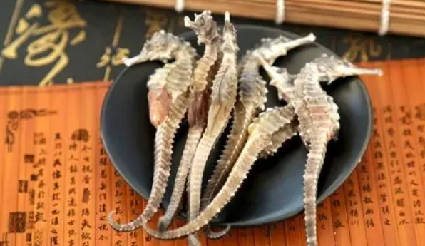 哪里的海马好