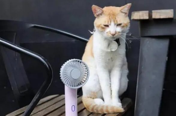 猫多少度觉得热