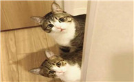 家门口遇见猫的寓意