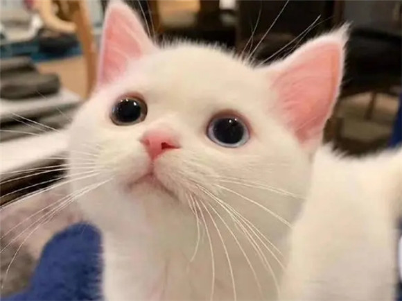 家里养猫满屋子猫毛怎么消除 家里养猫满屋子猫毛怎么消除