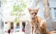 家猫丢了在外面能生存吗