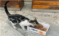 猫饿几天会饿死