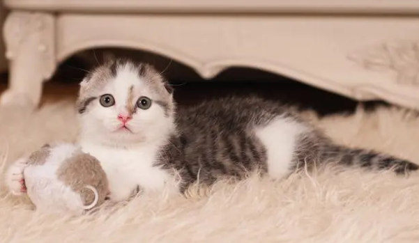捡来的猫怎么看几个月了