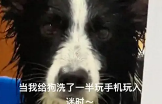 主人给边牧洗澡到一半,出去玩手机忘记它了! 主人给边牧洗澡到一半,出去玩手机忘记它了!