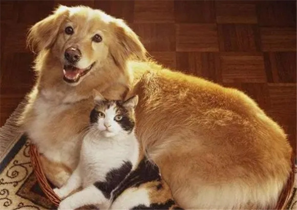 猫好养还是狗好养