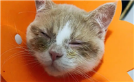 猫呼吸道感染会自愈吗