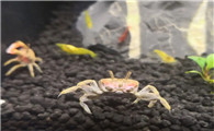 辣椒蟹肚皮朝上