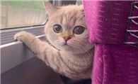 火车上带猫发现了会罚款吗
