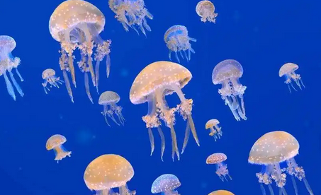 鲸鱼吃水母吗