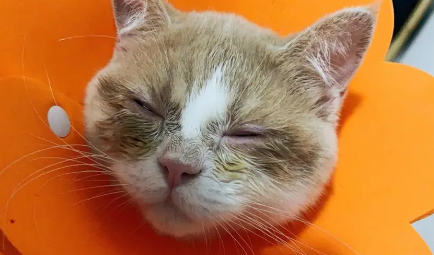 猫呼吸道感染会自愈吗