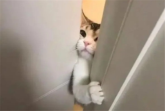 猫对着没人的卫生间叫唤 猫对着没人的卫生间叫唤
