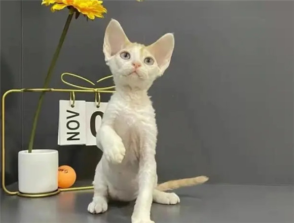 养猫需谨慎:深入解析12种热门猫咪的优缺点 养猫需谨慎:深入解析12种热门猫咪的优缺点